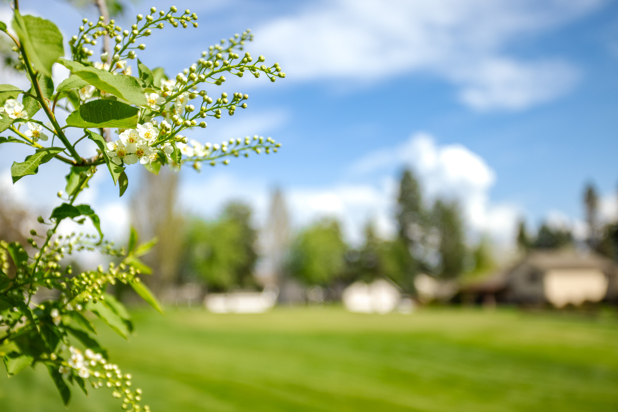 Tree-lined fairway view
